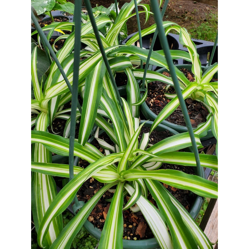 Chlorophytum comosum ‘Vittatum’ –Variegated Spider Plant–