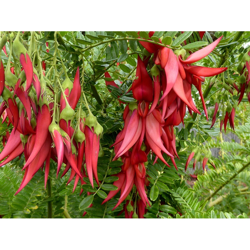 Clianthus puniceus –Parrot’s Bill–