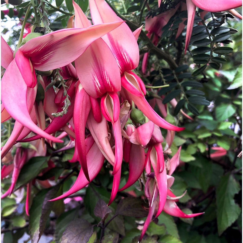 Clianthus puniceus –Pink Flamingo Parrot’s Bill–