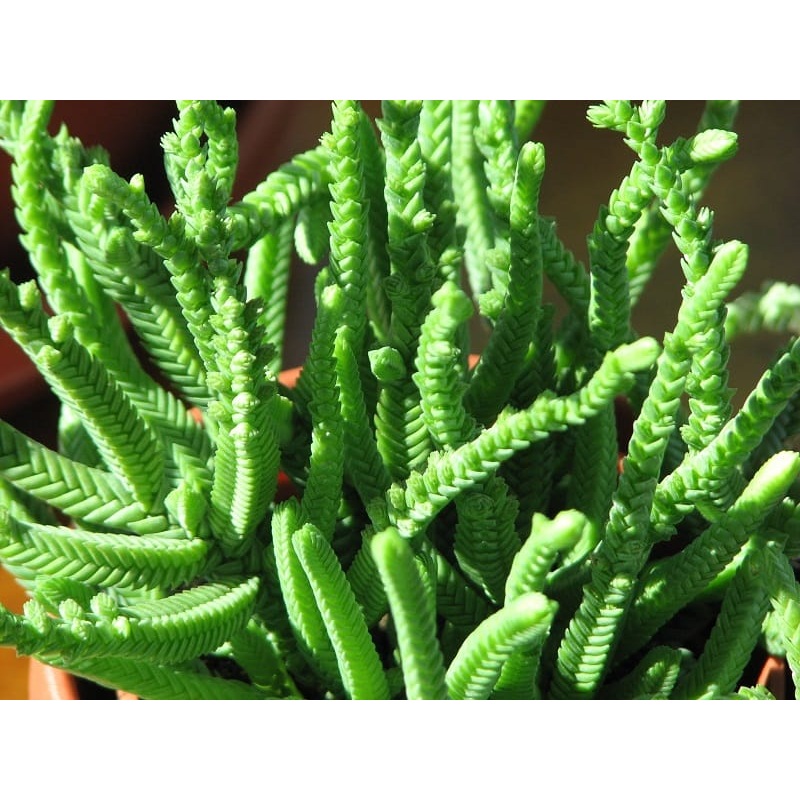 Crassula muscosa ‘Worms’ –Watch Chain Plant–