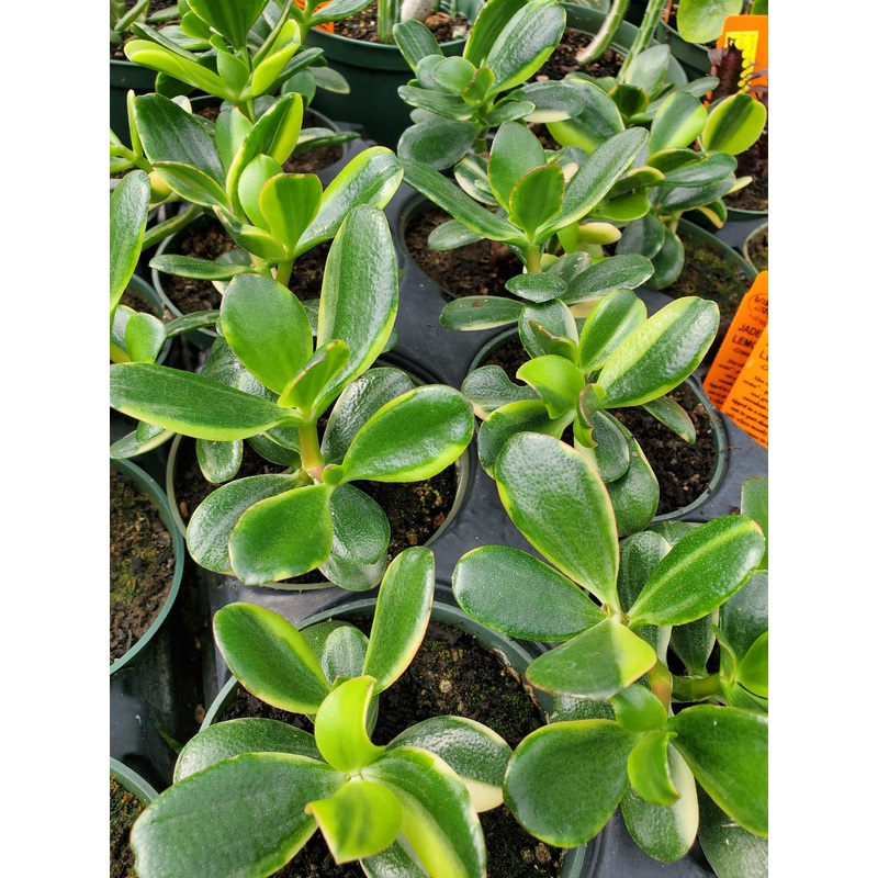 Crassula ovata –Lemon Lime Jade Plant–