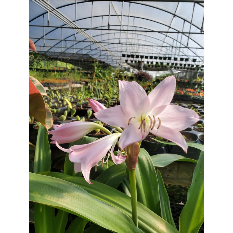 Crinum –Grandma’s Pink Lily–