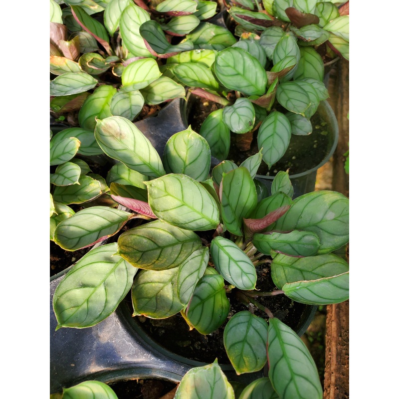 Ctenanthe burle marxii ‘Amagris’ –Never-Never Plant–