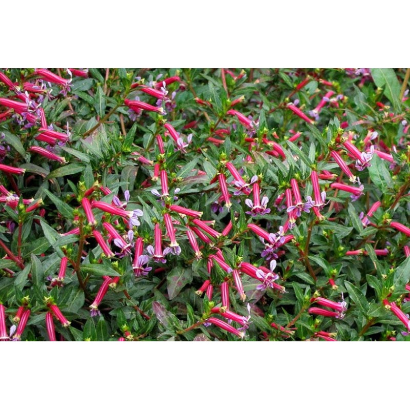 Cuphea ignea x angustifolia –Starfire Pink Cigar Plant–
