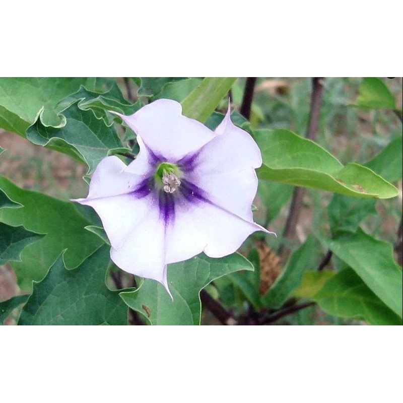 DEVIL’S TRUMPET ‘Jimsonweed’ –Datura stramonium–