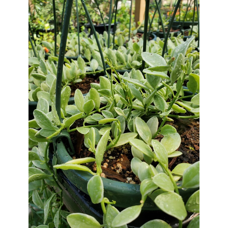 Dischidia oiantha ‘Variegata’|6″ hanging basket