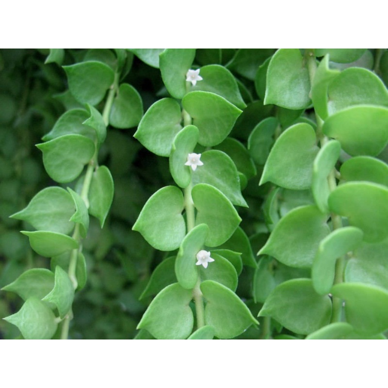 Dischidia ruscifolia ‘Million Hearts’