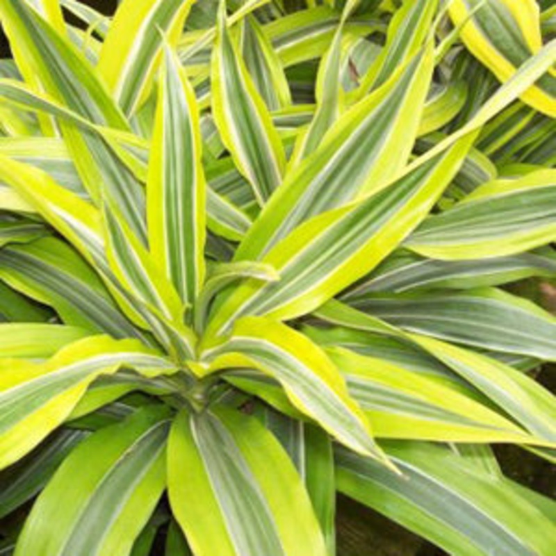 Dracaena deremensis ‘Lemon Lime’