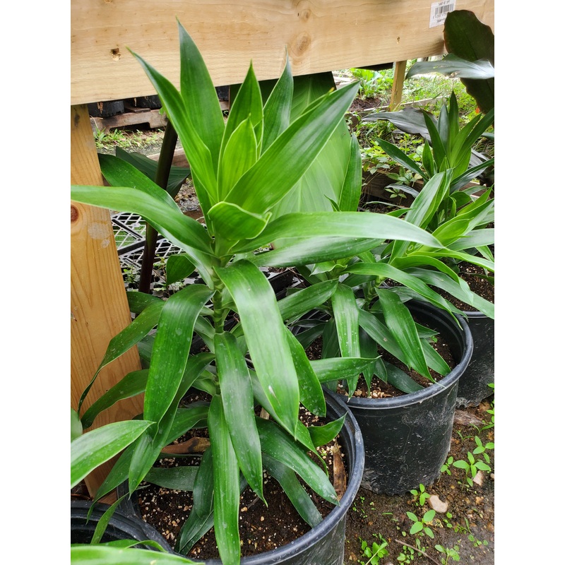 Dracaena reflexa ‘Green’|3 GALLON pot