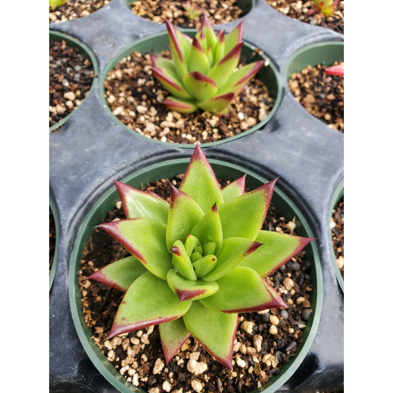 Echeveria agavoides ‘Lipstick’