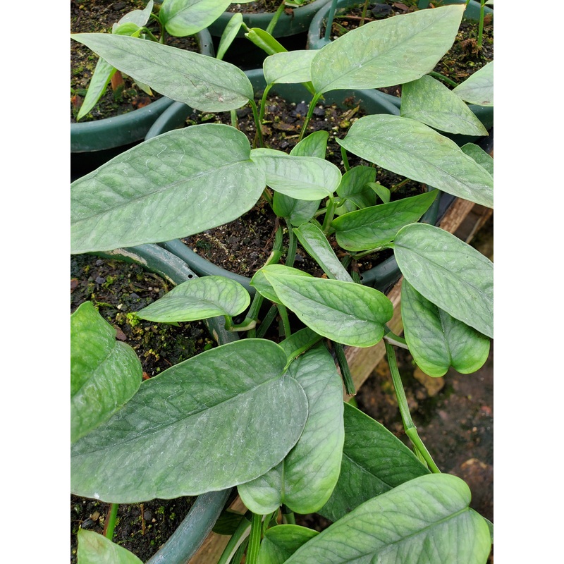 Epipremnum pinnatum –Cebu Blue Pothos–