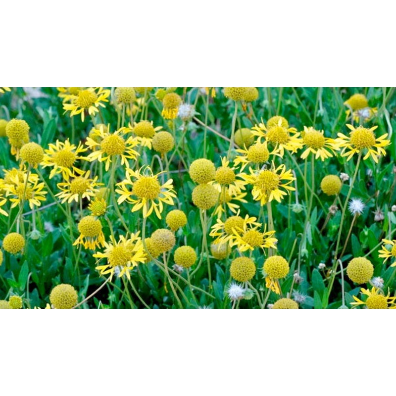 Gaillardia aestivalis –Glitz ‘n Glamour Blanket Flower–