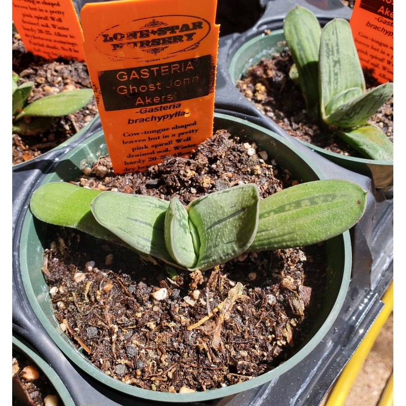 Gasteria brachyphylla ‘Ghost John Akers’