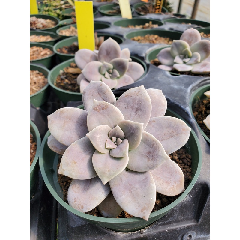 Graptopetalum pentandrum ‘Superbum’
