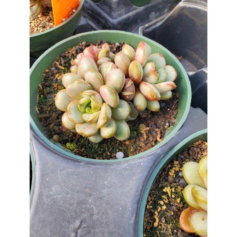 Graptoveria x. ‘Amethorum’ –Grape Graptoveria–
