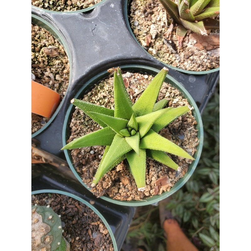 Haworthia attenuata|4″ round pot