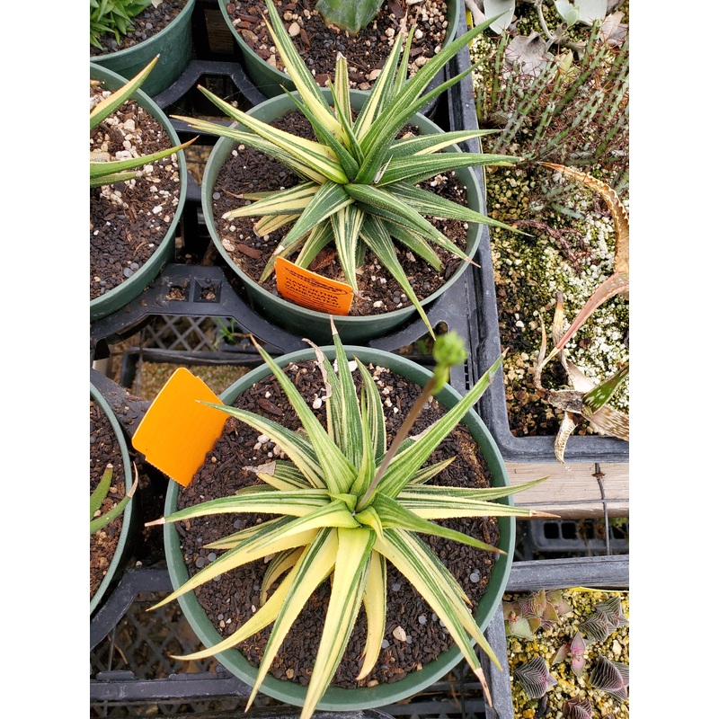 Haworthia attenuata f. variegata