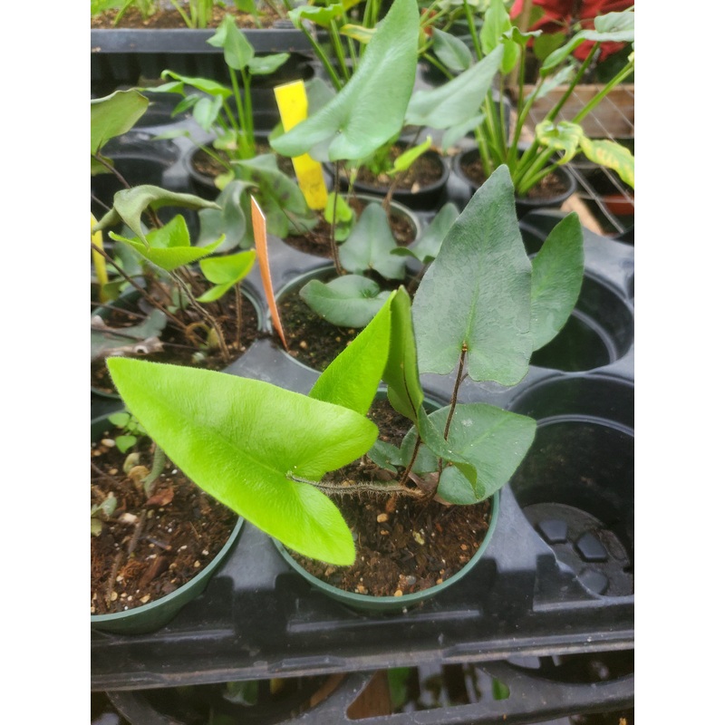 Hemionitis arifolia –Heart Fern–