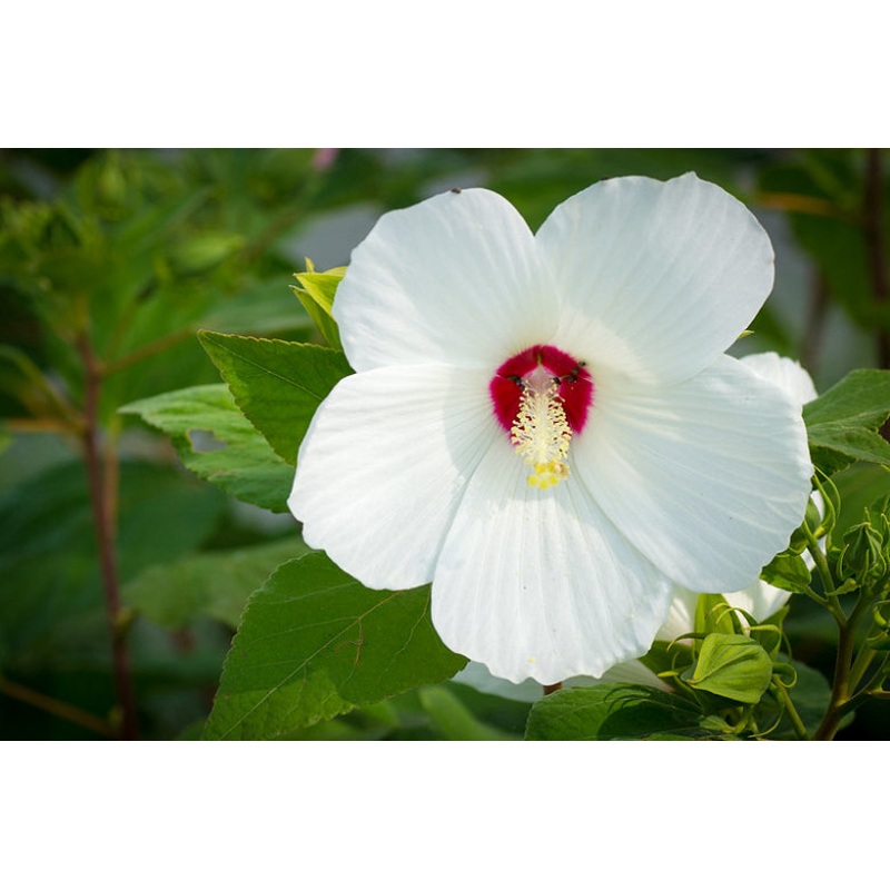 Hibiscus moscheutos –Crimson-eyed Rosemallow–