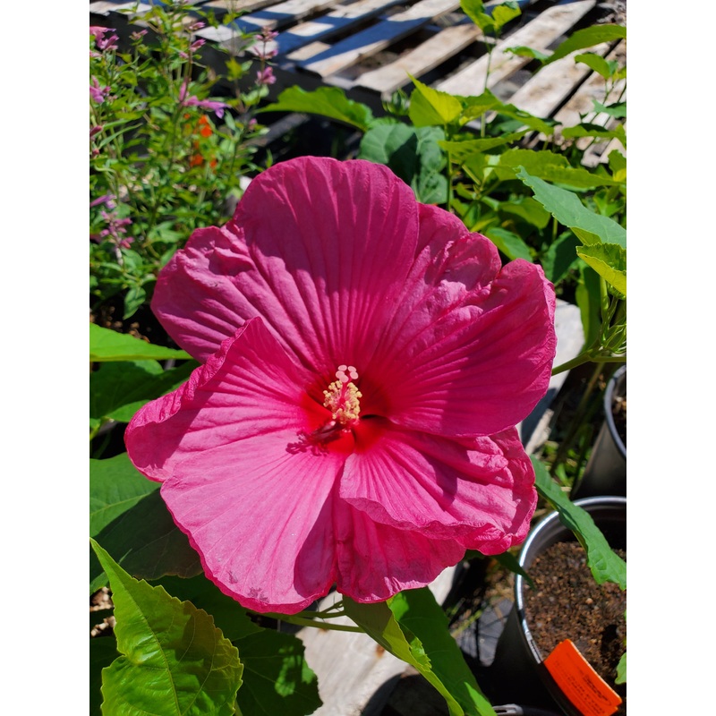 Hibiscus moscheutos ‘Luna Red’