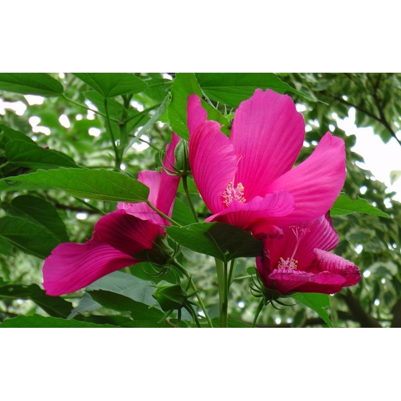 Hibiscus moscheutos ‘Raspberry Rose’