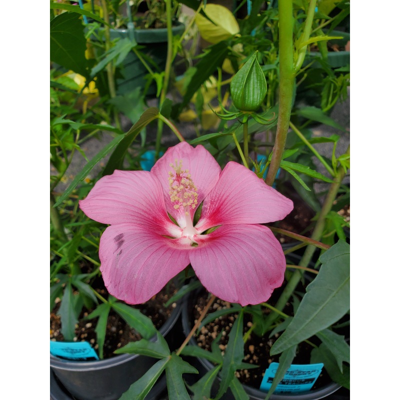 Hibiscus ‘Pink Teacups’|1 GALLON pot