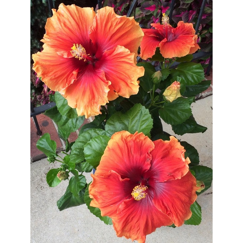 Hibiscus rosa-sinensis ‘Imperial Dragon’