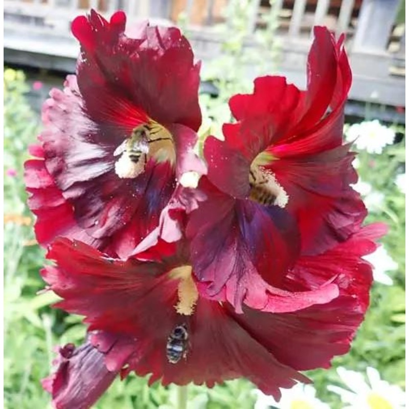 HOLLYHOCK ‘Arabian Nights’ –Alcea rosea ‘Nigra’–
