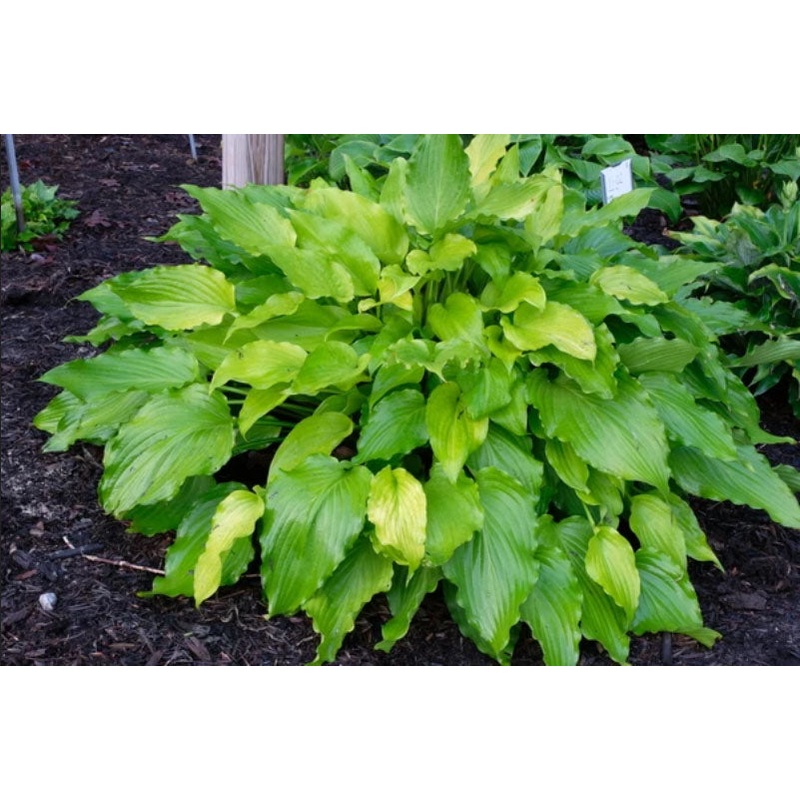Hosta ‘Apple Pie’|1 quart round pot