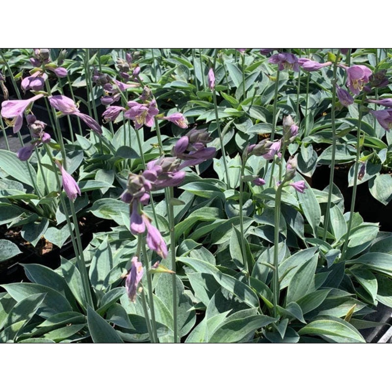 Hosta ‘Azure Gem’|1 quart round pot
