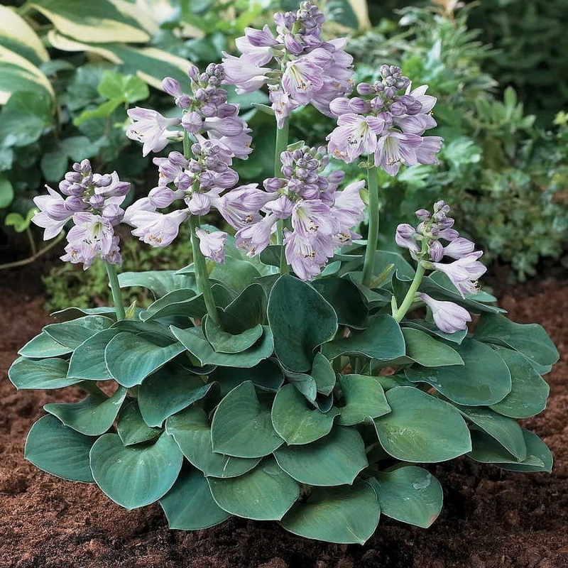 Hosta ‘Blue Mouse Ears’|1 quart round pot