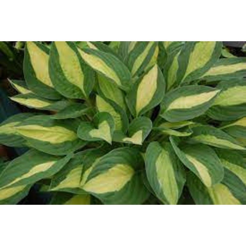 Hosta ‘Gypsy Rose’|1 quart round pot