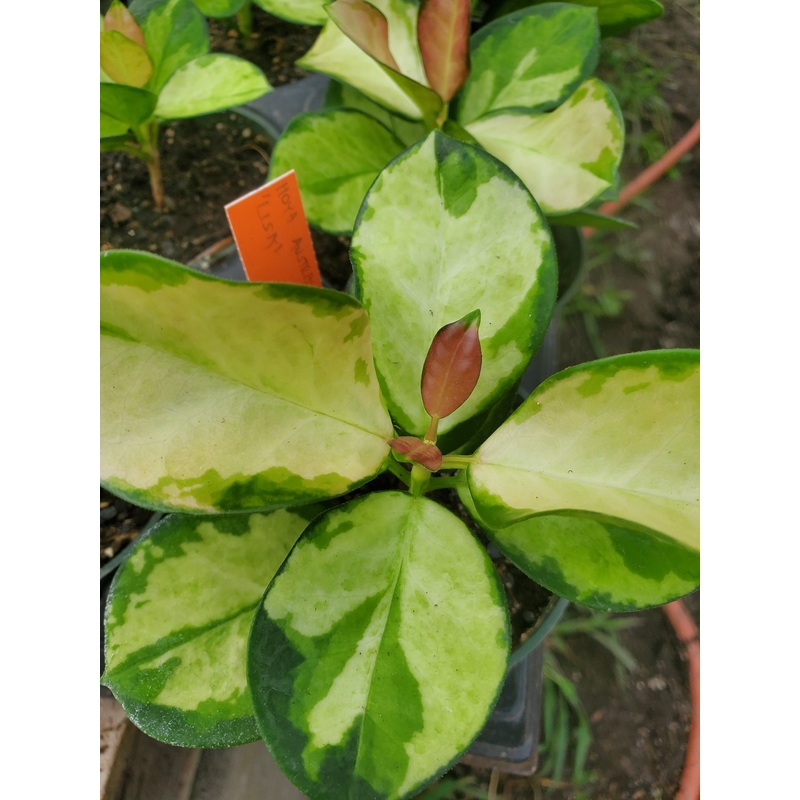 Hoya australis ‘Lisa’ –Variegated Australis Hoya–