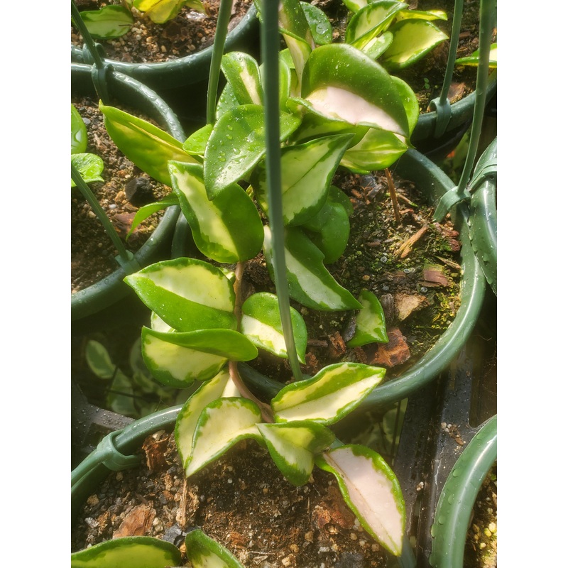 Hoya carnosa ‘Rubra’ –Krimson Princess Hoya–