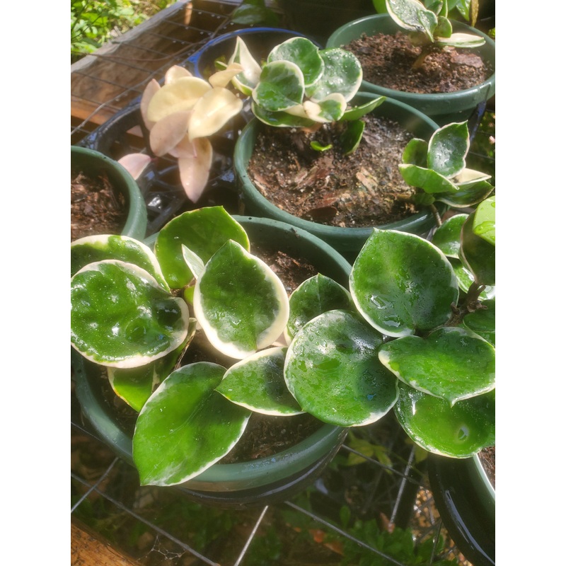 Hoya carnosa ‘Tricolor’ –Krimson Queen Hoya–