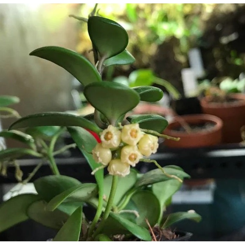 Hoya heuschkeliana ‘Yellow’|6″ hanging basket