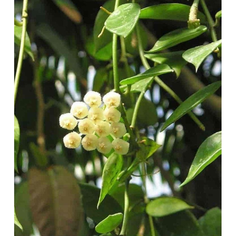 Hoya lacunosa –Cinnamon-Scented Wax Plant–