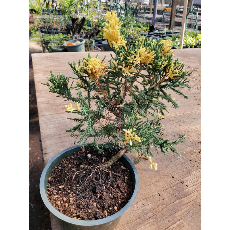 Juniper parsoni –Bonsai Variegated Juniper–