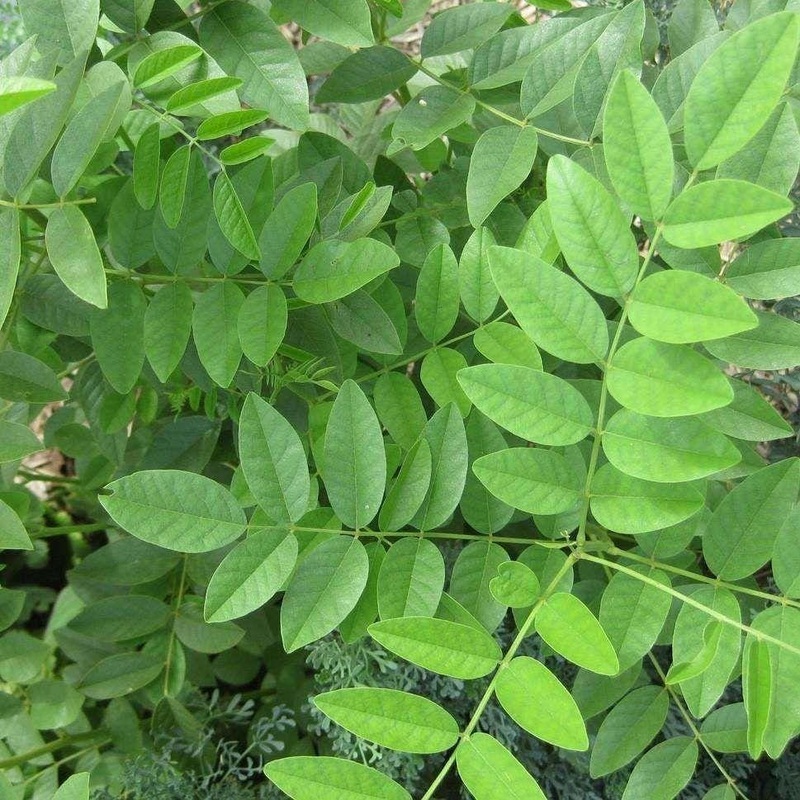 LICORICE ‘Official’ –Glycyrrhiza glabra–