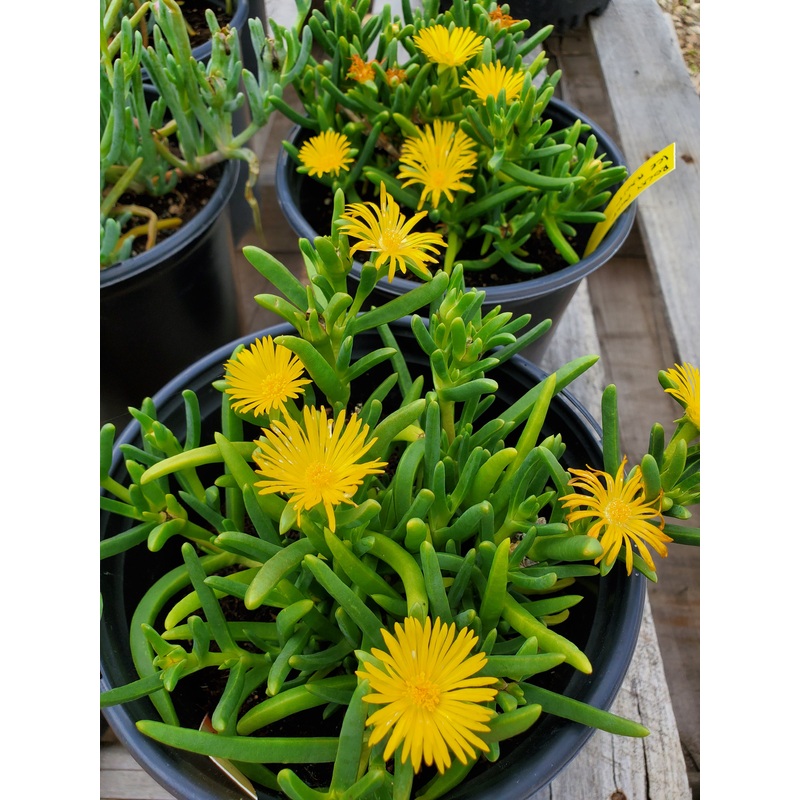 Malephora lutea –Rocky Point Ice Plant–