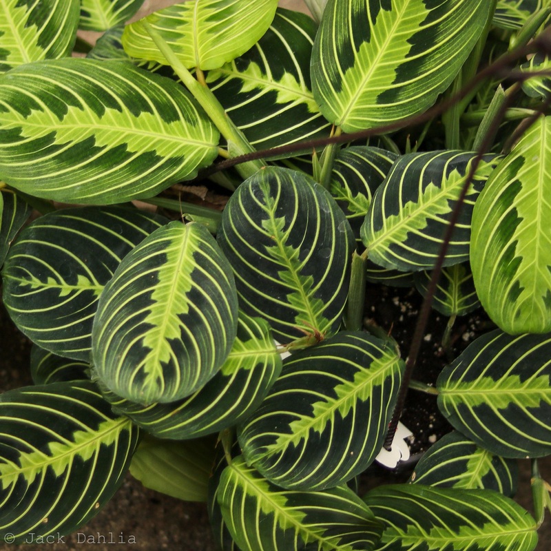 Maranta leuconeura –Lemon Lime Prayer Plant–
