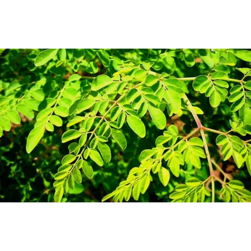 MORINGA ‘Nigeria’ –Moringa oleifera–