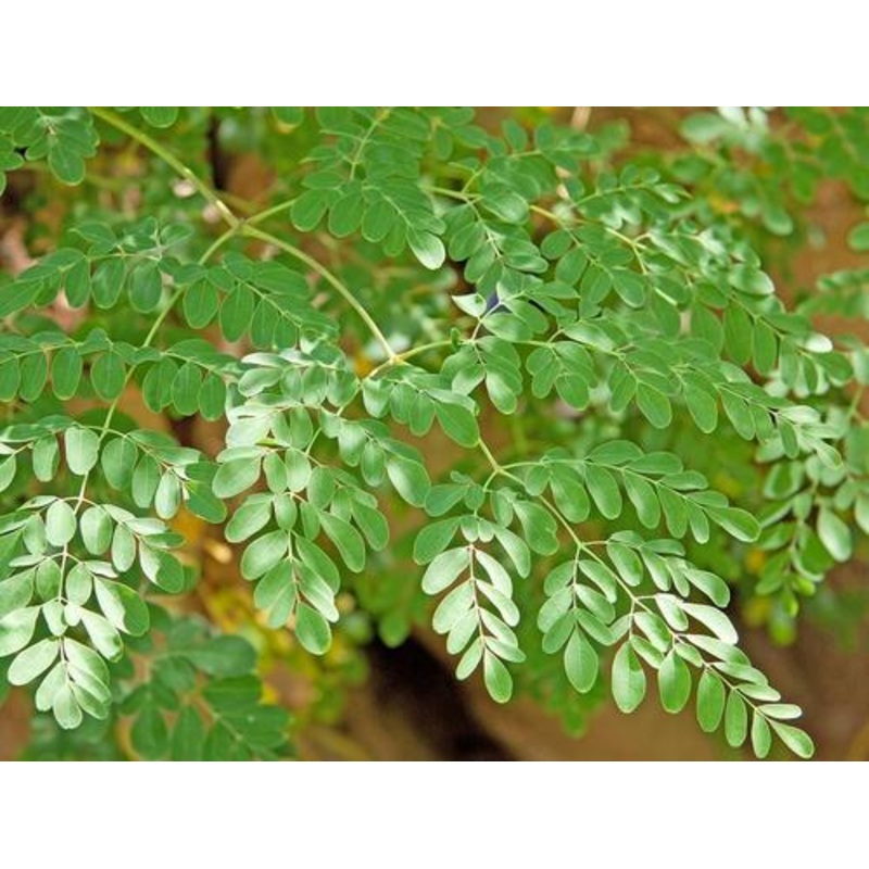 MORINGA ‘Peelamedu’ –Moringa oleifera–