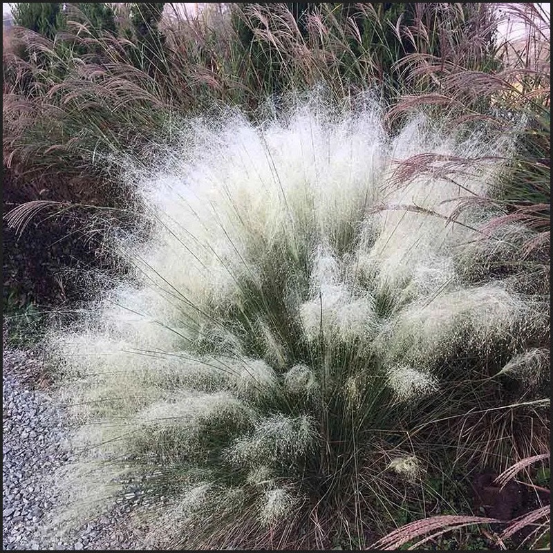 Muhlenbergia capillaris ‘White Cloud’ –White Awn Muhly Grass–