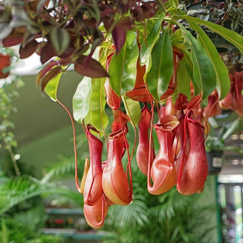 Nepenthes alata –Tropical Pitcher Plant–
