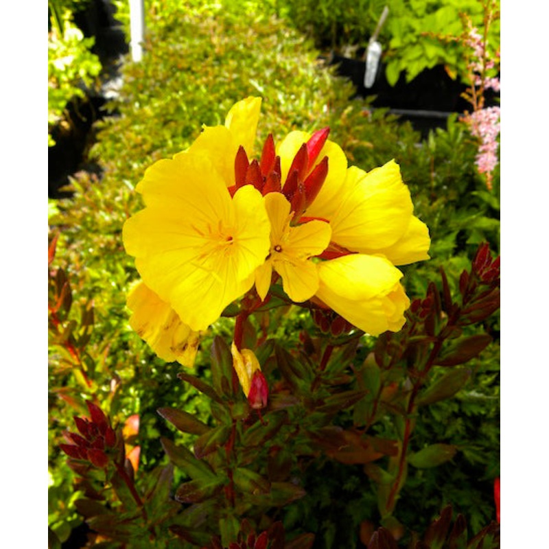 Oenothera fruticosa ‘Fireworks’ –Narrowleaf Evening Primrose–