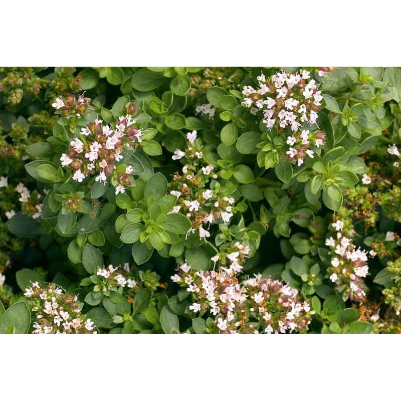OREGANO ‘Compact’ –Origanum vulgare ‘Compactum’–