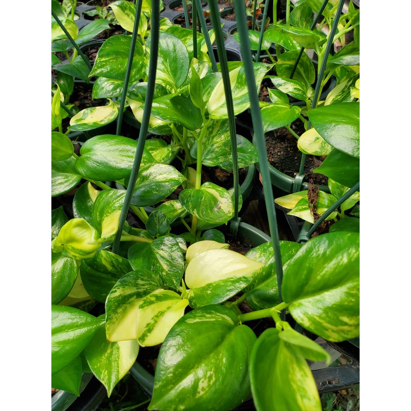 Peperomia acuminata ‘Variegata’