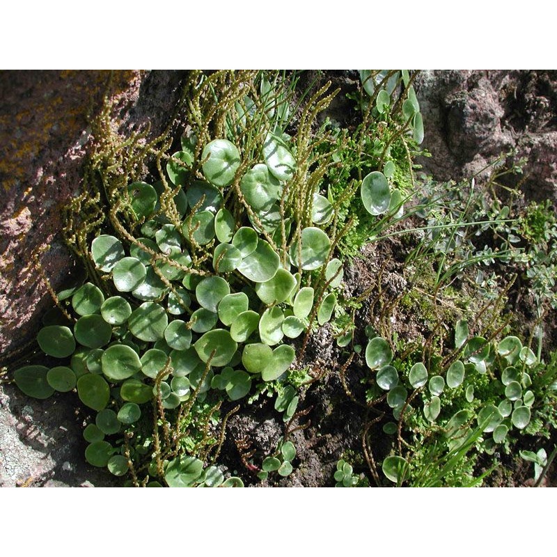 Peperomia campylotropa|4″ round pot