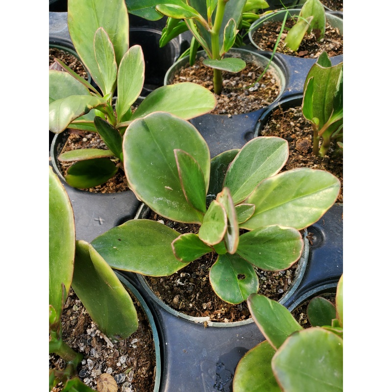 Peperomia clusiifolia ‘Variegata’ –Red Edge Peperomia–
